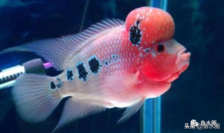 地图鱼和罗汉鱼混养的正确方法,罗汉鱼可以和地图鱼鹦鹉鱼混养吗
