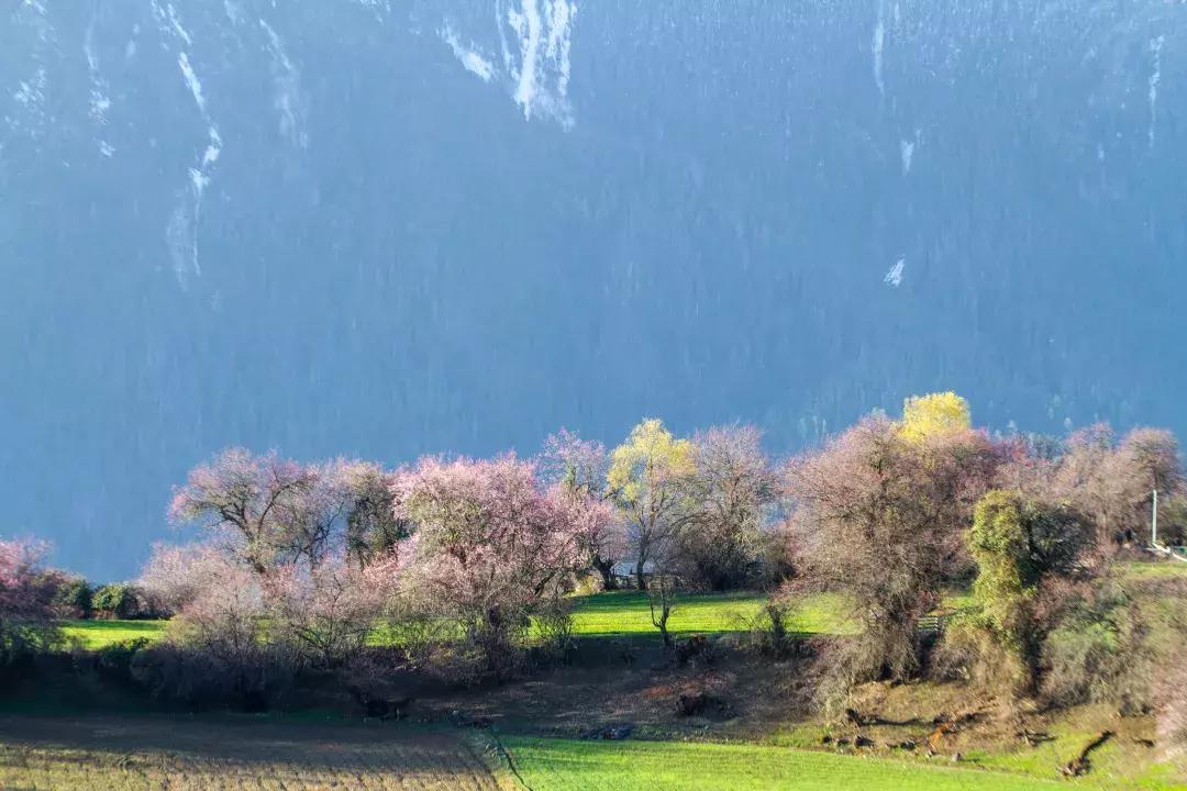最美的花送给大家共赏,最美的花送给大家观赏