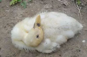 肉鸭发烧用什么药,肉鸭瘫痪软脚