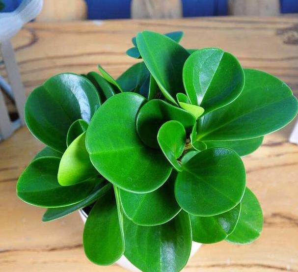 豆瓣绿黄叶怎么让它变绿,豆瓣绿盆栽叶子发黄掉落