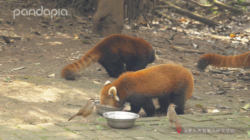 滚滚大熊猫可爱,可爱大熊猫滚滚