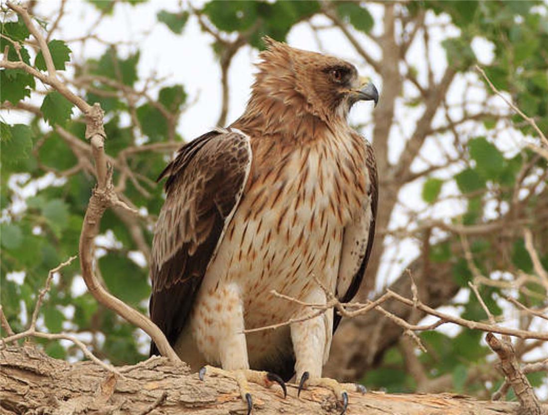 母雕雪中孵蛋,人工哺育角雕幼鸟