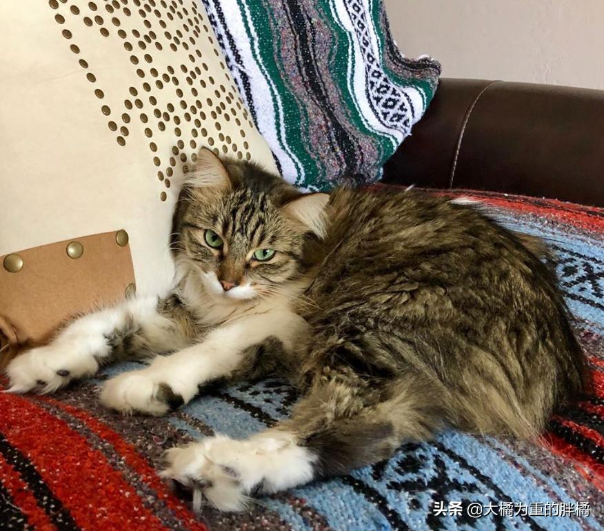 母猫离家出走留下小猫,母猫挪窝落下小猫