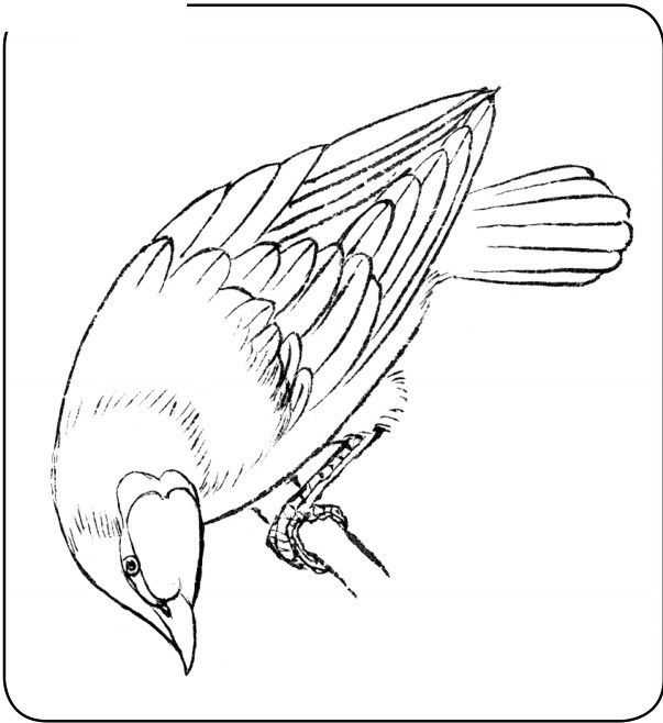 国画初学者入门步骤鸟禽,国画各种鸟类画法大全