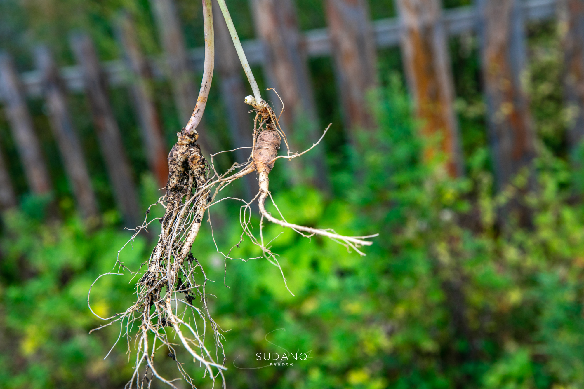 长白山百年野生人参为什么贵,长白山人参最好在哪里