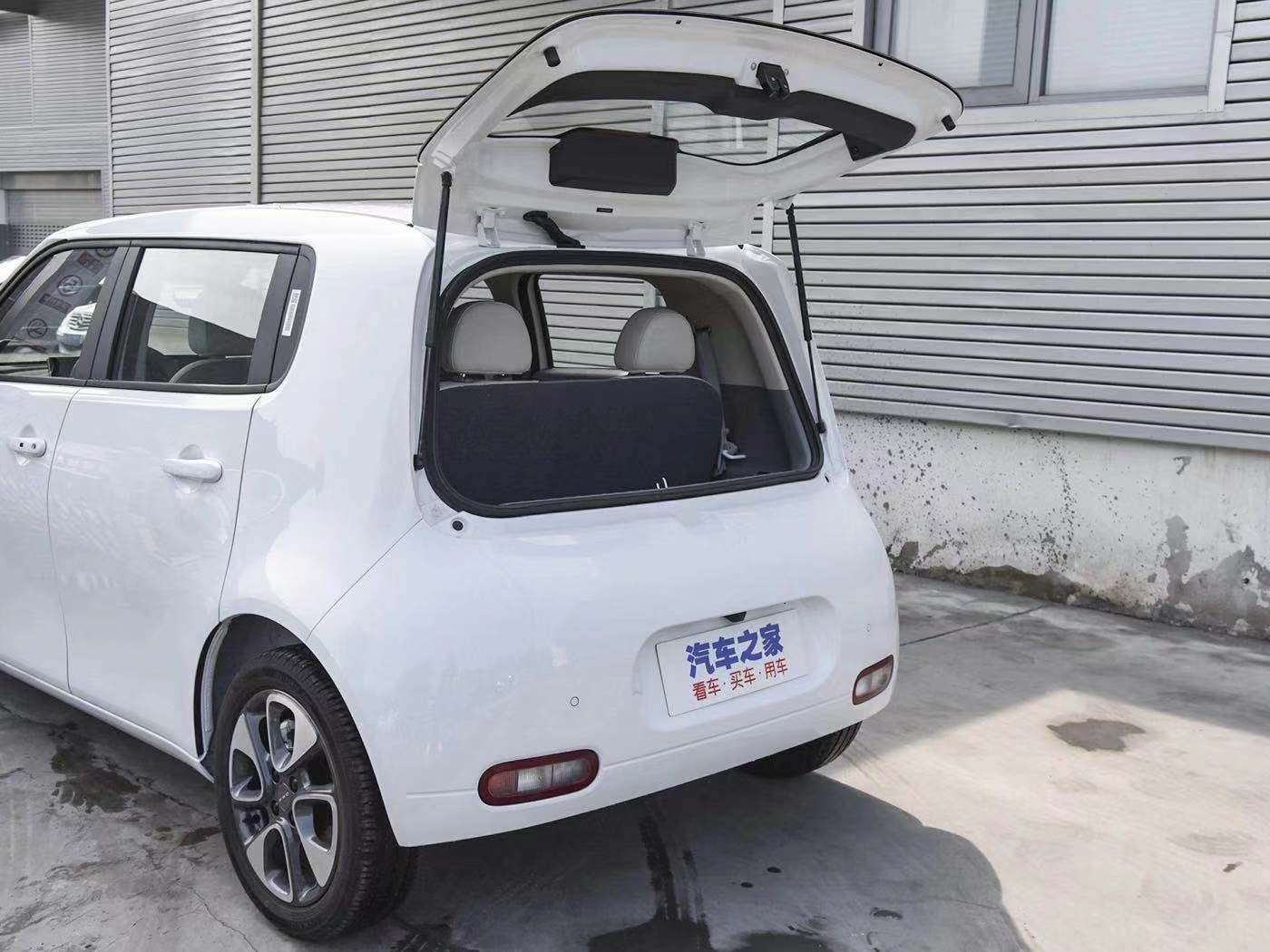 薛定谔的猫实测,欧拉白猫小野猫试驾