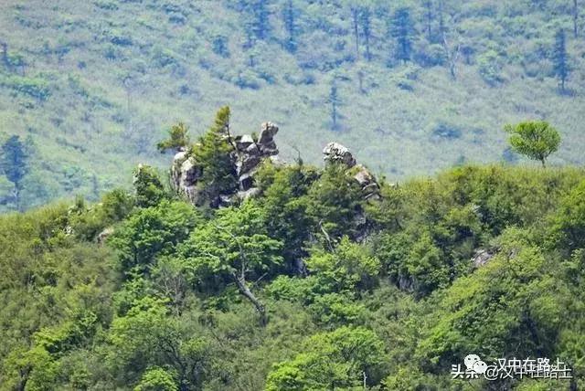 探秘汉中,汉中一村子窜入野生羚牛