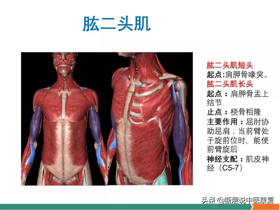 肩部肌肉解剖图详细图,肩部的16块肌肉分布图