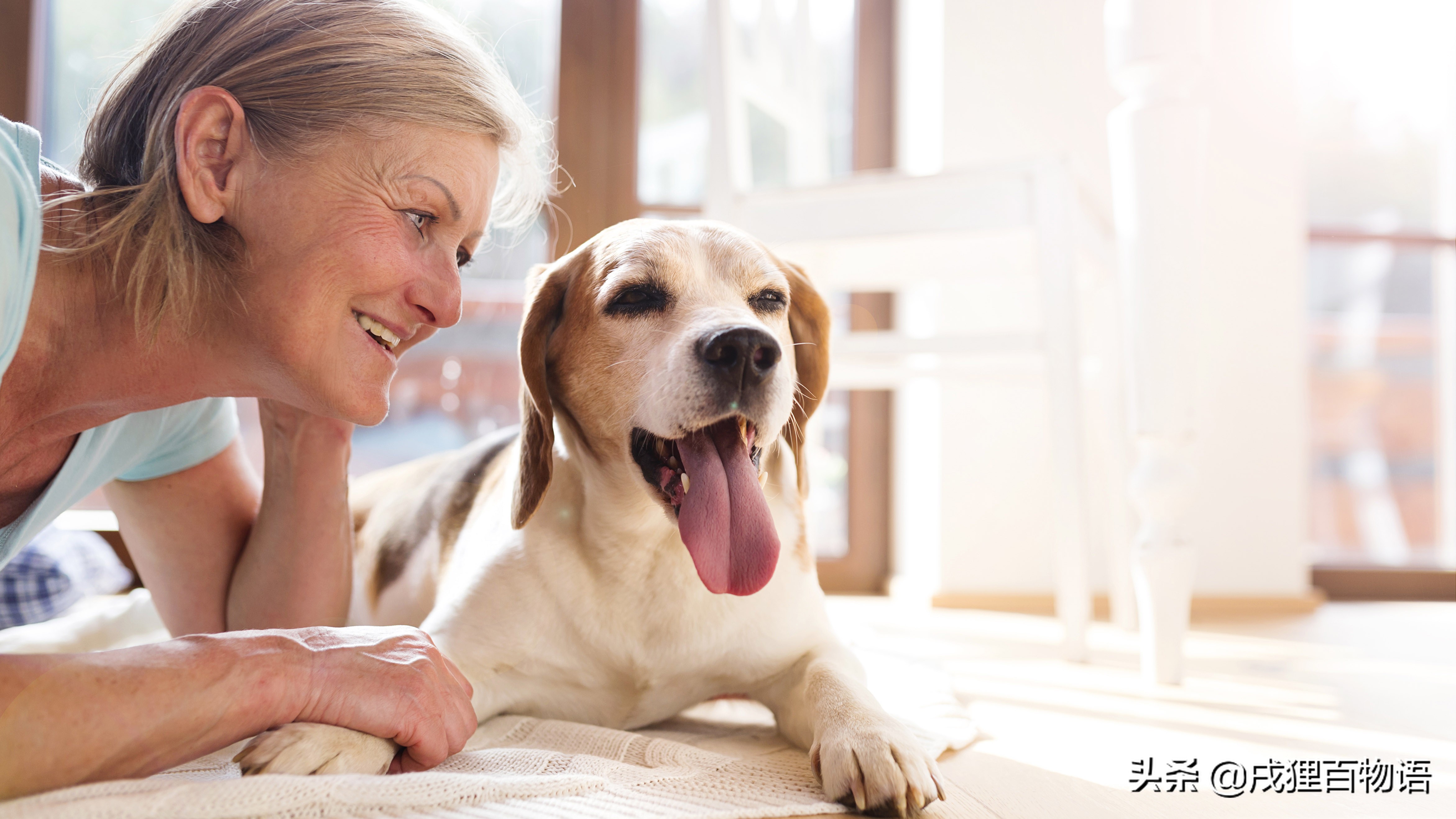 狗肘子毛磨没了还会长吗,狗啃肘子
