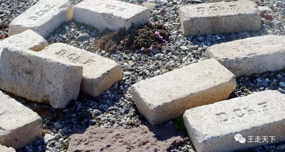 登陆巡游北冰洋—北极旅游见闻（5）