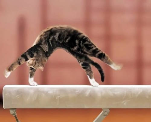 北美版人设,北美人设