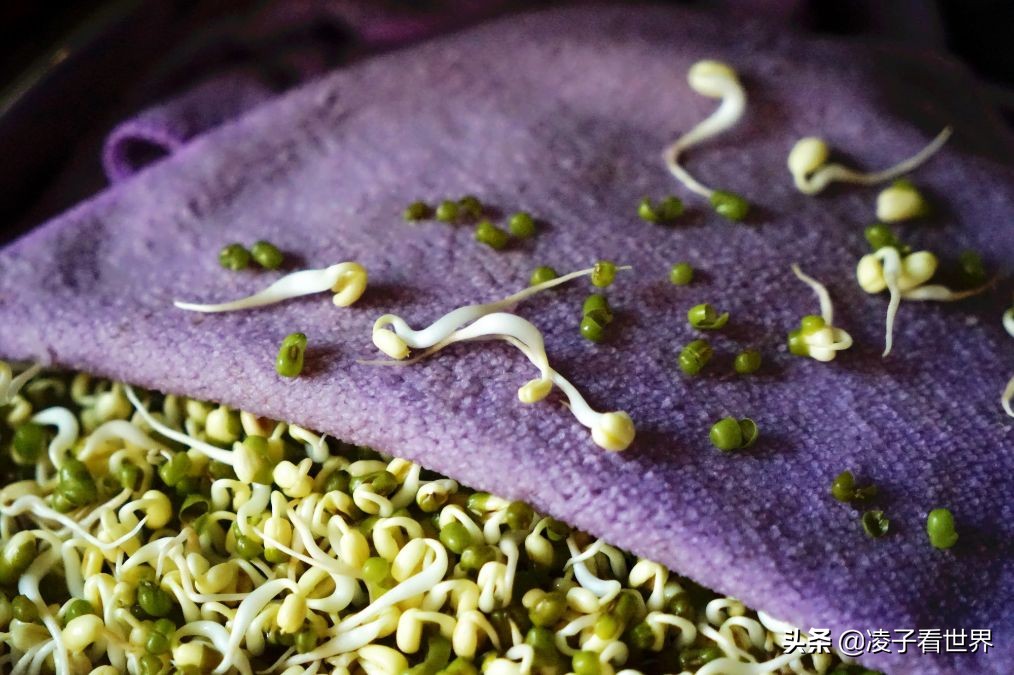 矿泉水瓶发豆芽的做法,黄豆芽怎么泡发做豆芽