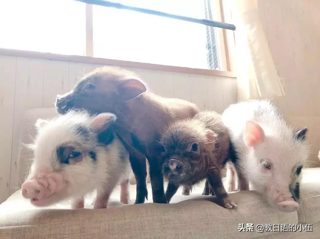 日本咖啡馆小猪馆 (日本首家小猪咖啡店受欢迎)