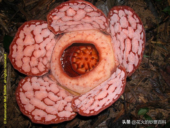 马来西亚新版钞票,让你看看马来西亚人有多漂亮