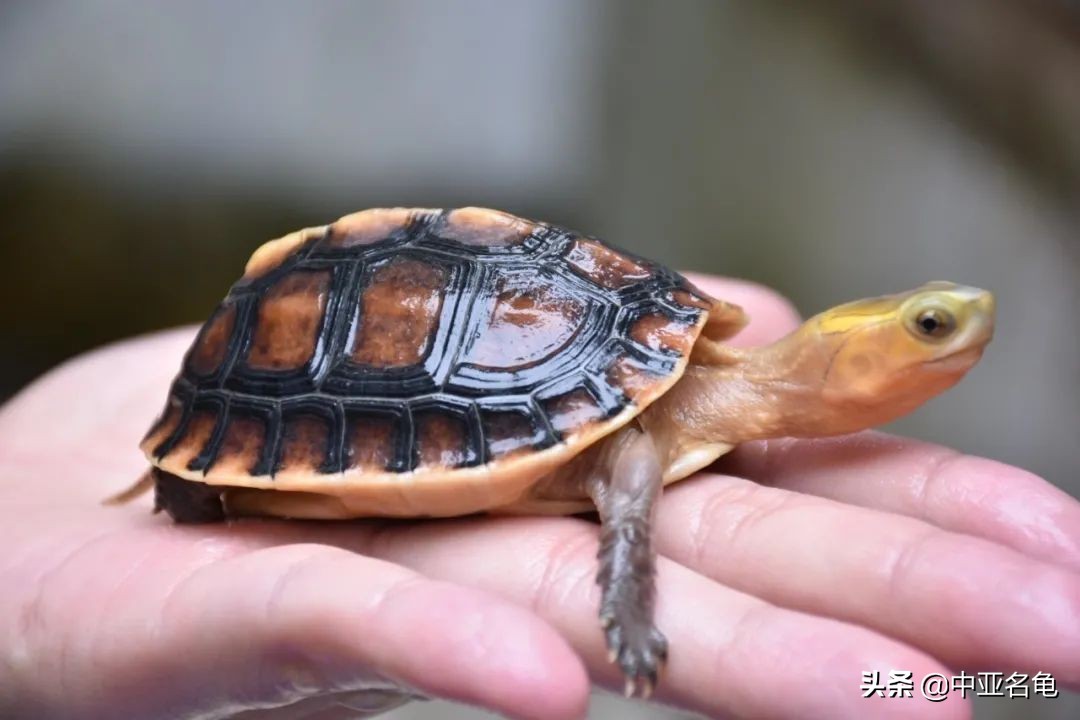 新手养水龟最好养什么龟,新手养半水龟哪个品种好