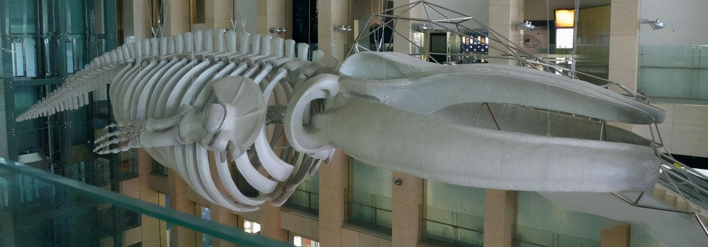 台州鲸鱼搁浅现状直播,台州鲸鱼搁浅死的鲸鱼怎么处理