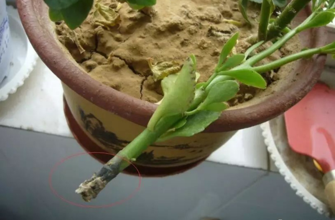 一年四季不死的十种花水养,浇水过多死的植物