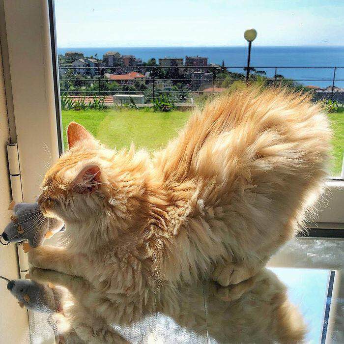 一只可爱的淘气猫,一只调皮可爱的猫