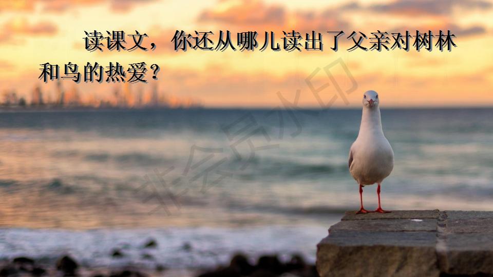 部编版父亲和鸟课件,父亲树林和鸟ppt教材解析