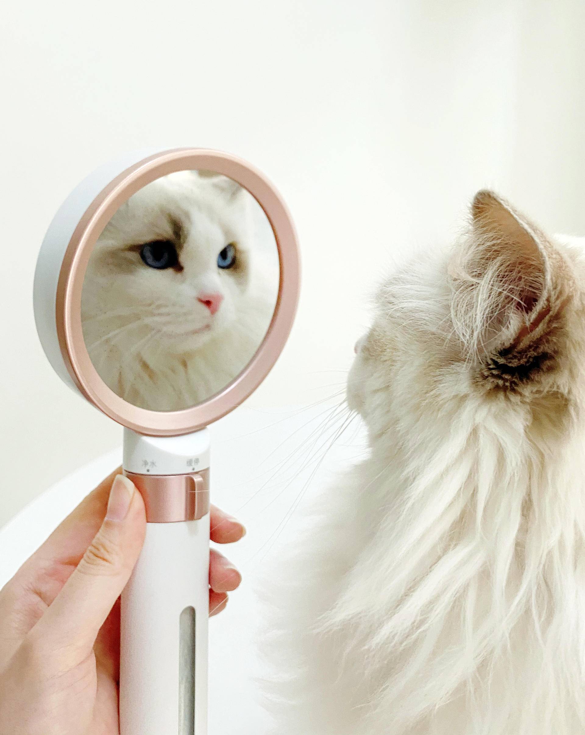 国际品牌花洒,国产高端淋浴花洒