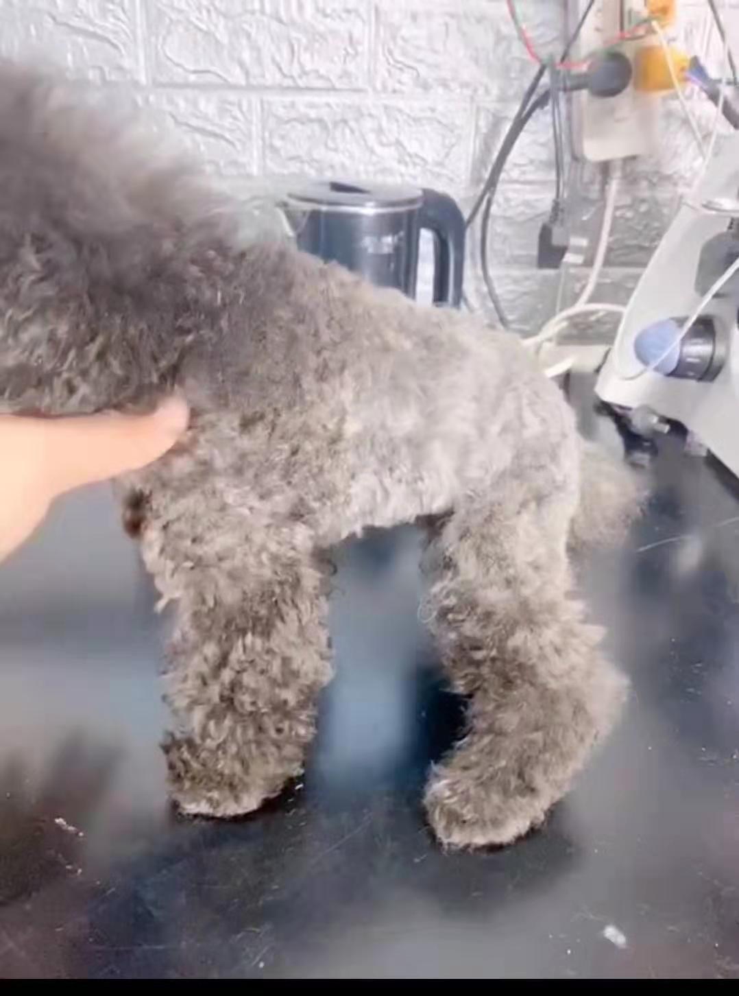 帮你选靠谱宠物猫,茶杯泰迪和超小体泰迪哪个好