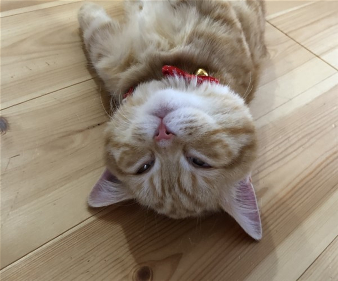 橘猫累到虚脱，四仰八叉躺在地板上呼呼大睡，网友：没电了