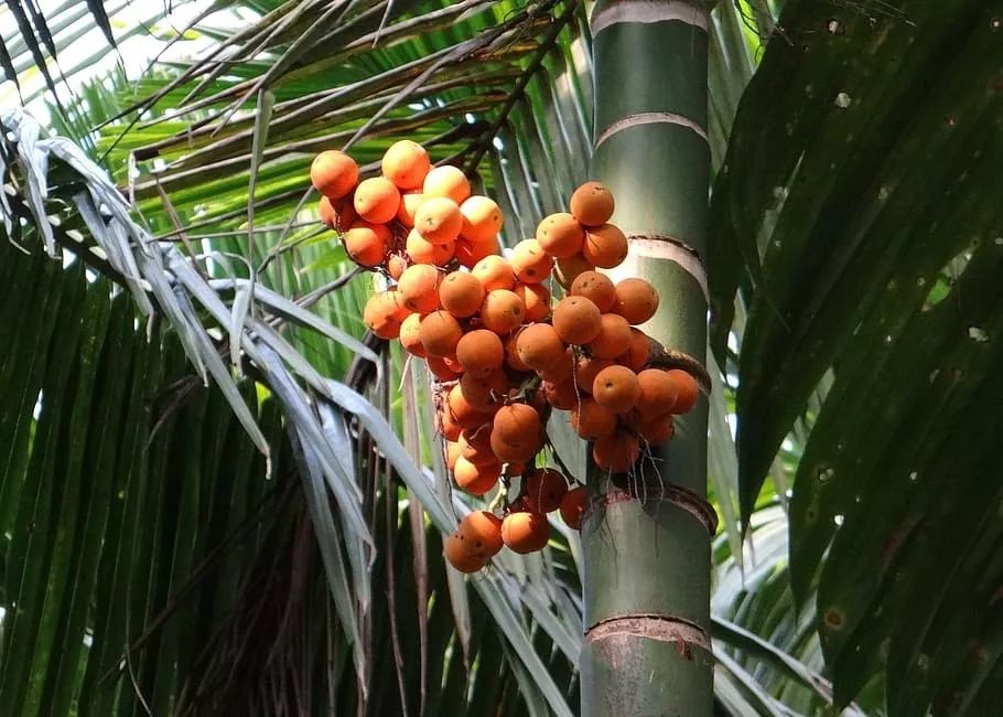 佛教戒食有什么讲究,佛教施食的十种功德