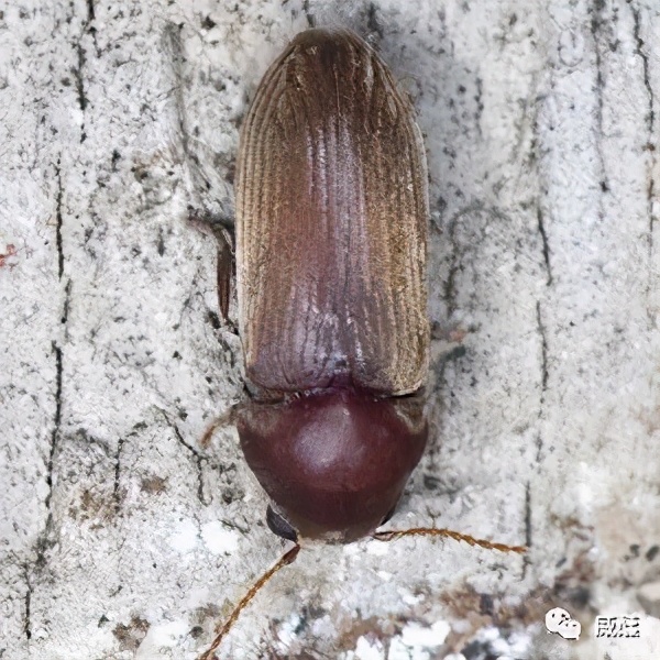 剧毒虫虫大作战,虫虫大作战虫子介绍