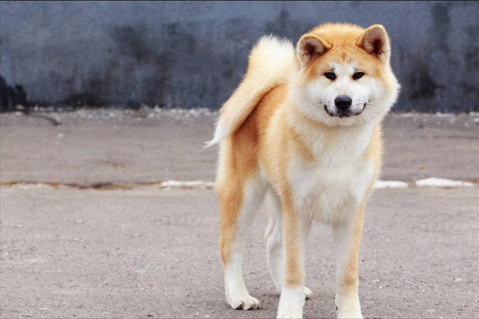 秋田犬都吃什么牌子的狗粮,秋田犬适合吃的狗粮推荐