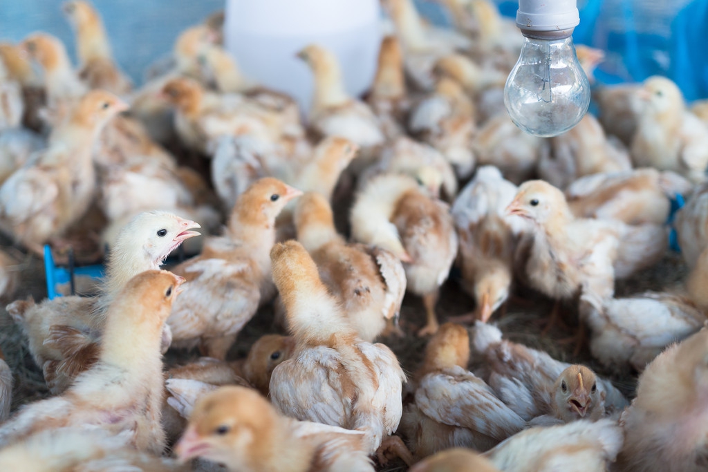 雏鸡大肠杆菌感染的症状,雏鸡大肠杆菌的治疗方法