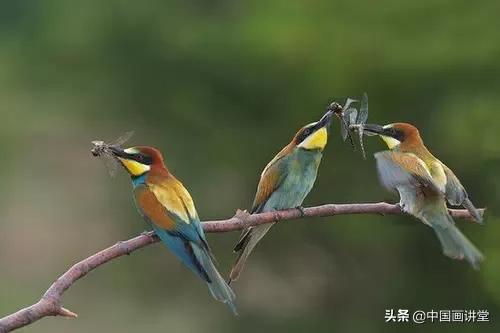 怎么用彩铅画出一只鸟儿,最简单的鸟儿画法