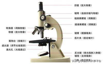 生物初一上期末考试必考知识点,生物必考知识速记