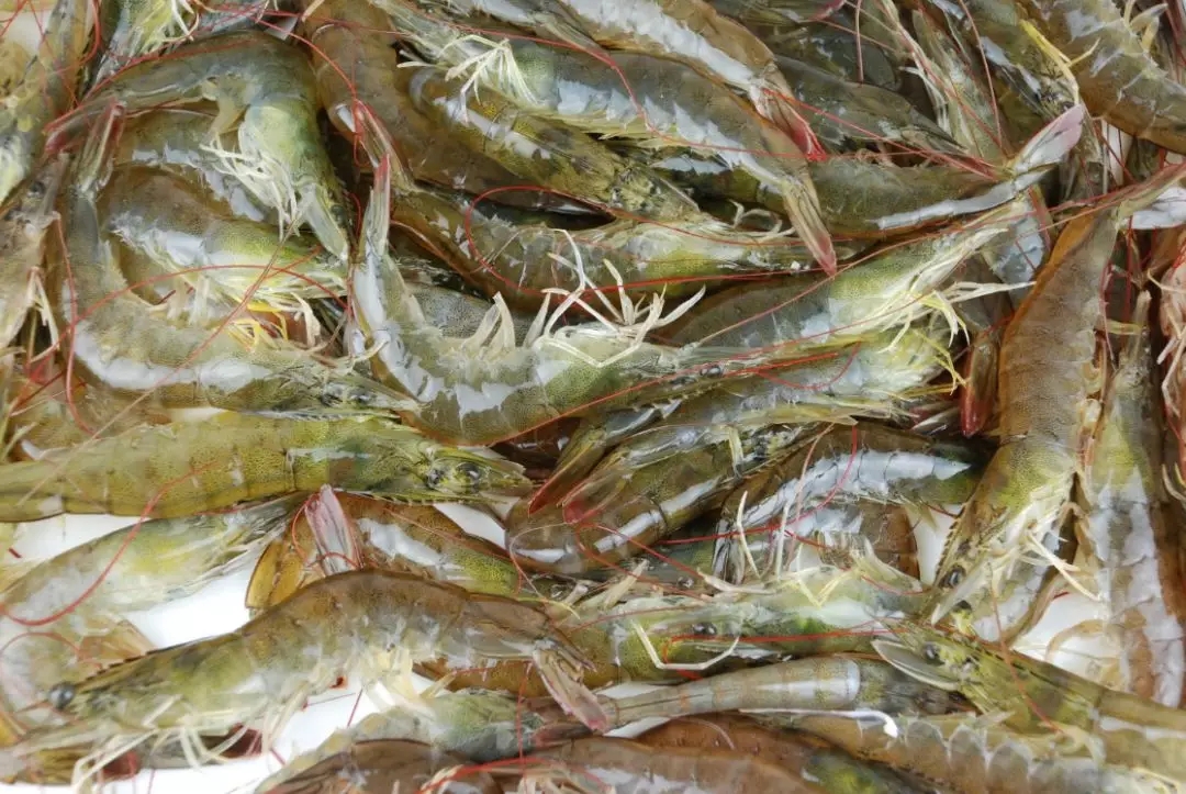 防城港市海鲜怎么挑,防城港海鲜扫货攻略附海鲜吃法