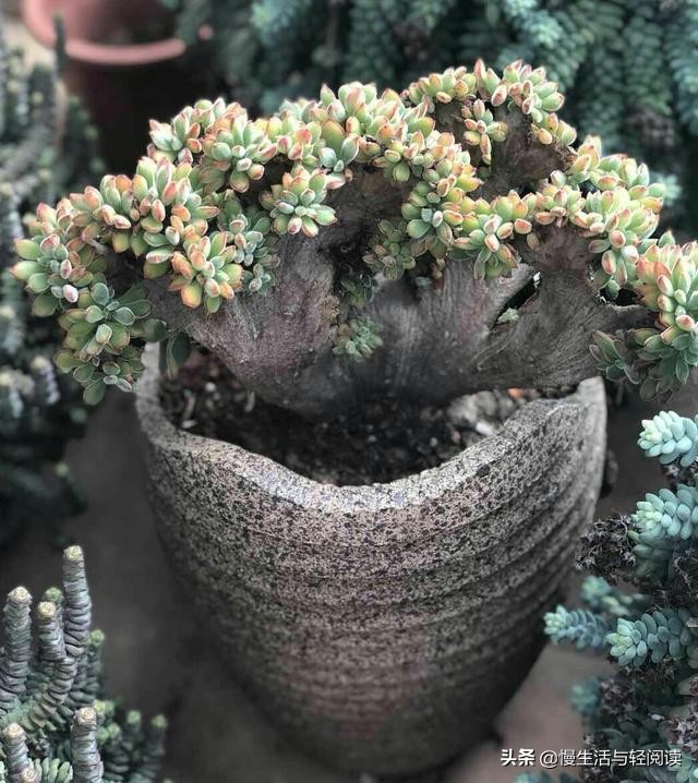 慢生活全集,慢生活完整