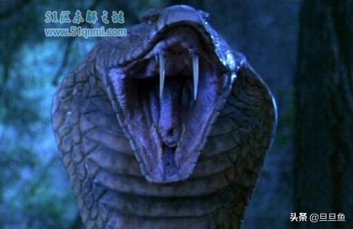 海洋巨蟒之谜纪录片,海洋巨蟒电影完整版