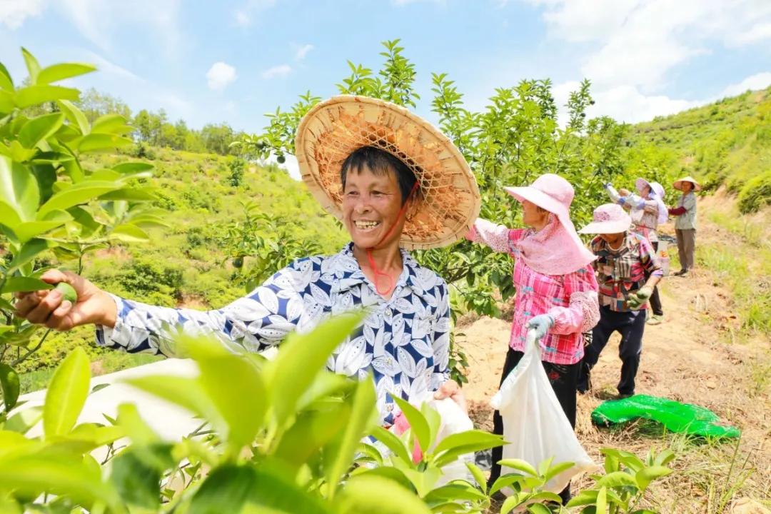 本草纲目里面有哪些药草,本草纲目里面的植物有什么