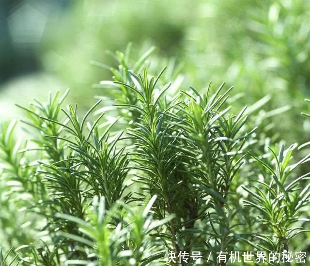 精油小知识罗马洋甘菊,精油小知识大全