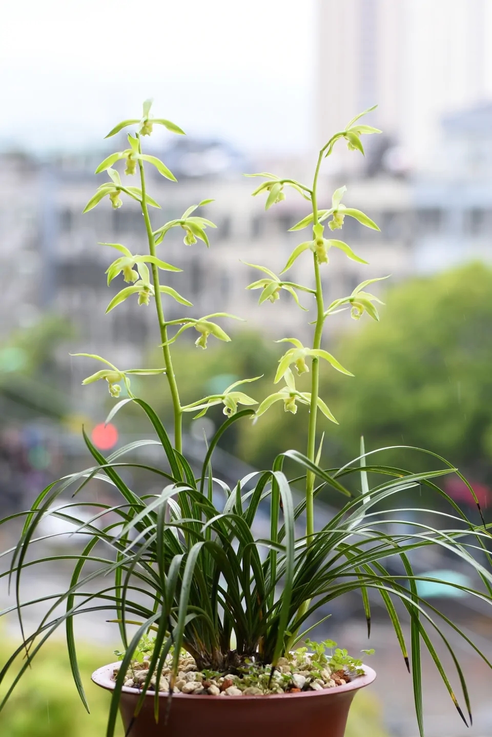 这“38种花”，当你开始收集品种时，你已入坑颇深