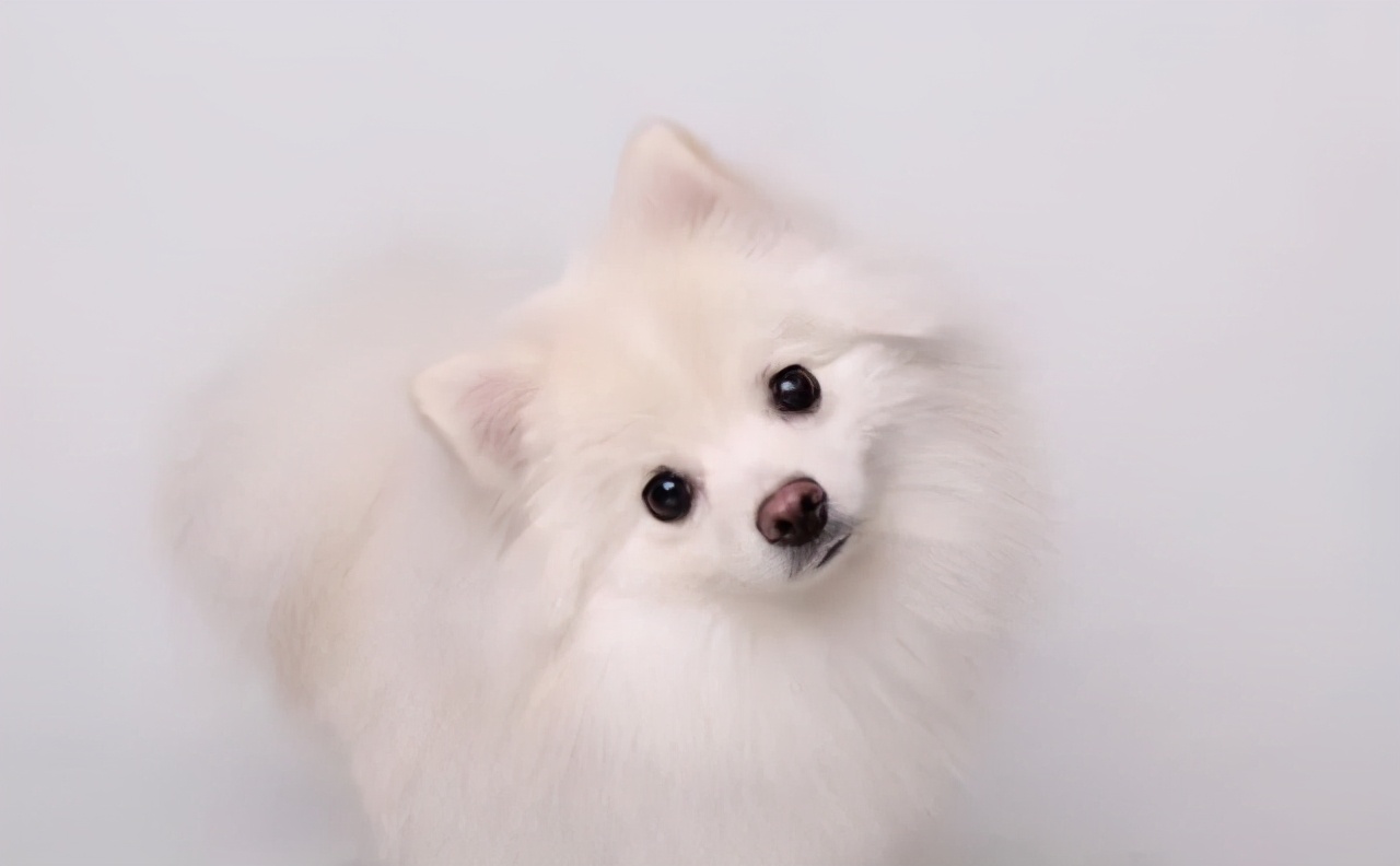 狗狗歪头卖萌,狗狗歪头杀的意思