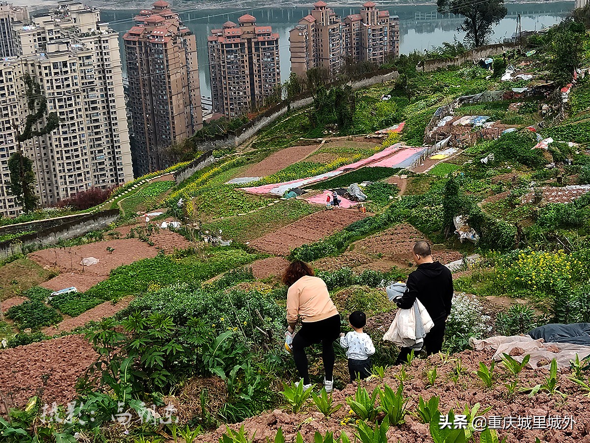 好奇探寻平顶山顶是否“平”，无意发现了渝中区与沙坪坝区的界牌