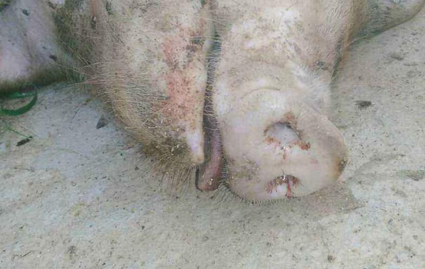 猪口蹄疫引起原因及治疗,猪口蹄疫病症状及表现