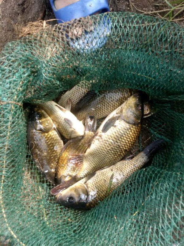 冬天钓鱼用什么小香精好,冬天钓鱼添加剂怎么加