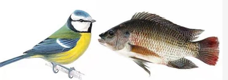 动物能不能感染上新冠,动物感染了新冠肺炎怎么办