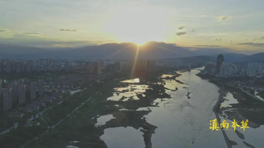 边睡觉边治疗、深山里的龙血树、形态各异的石斛，在这种独特的傣医药文化里还有更多的秘密