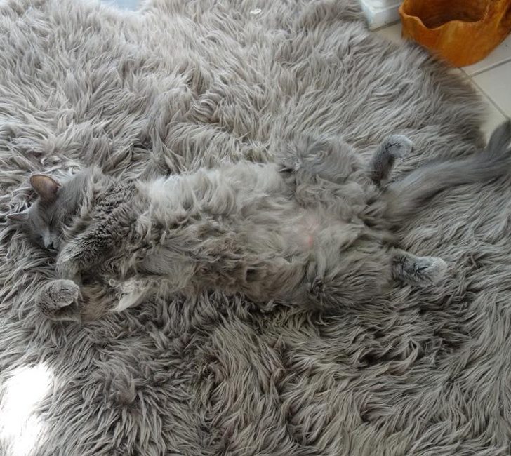 鐚挭鐙楃嫍鎴愮簿浜嗛兘浼氳璇濅簡,鐚挭鐙楃嫍鍙樺寲