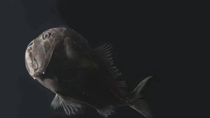 这种鱼太黑了，能吸收99.5%的光线，科学家称其为“超黑鱼”