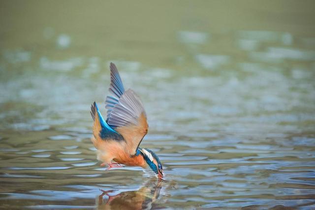 蓝胸佛法僧高清图片,蓝胸佛法僧