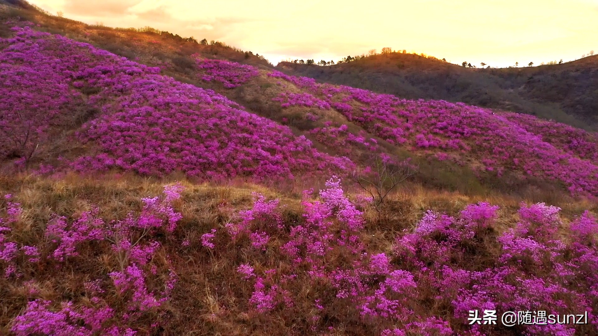 岫岩黄岭子映山红景区简介,岫岩开映山红在哪个地方