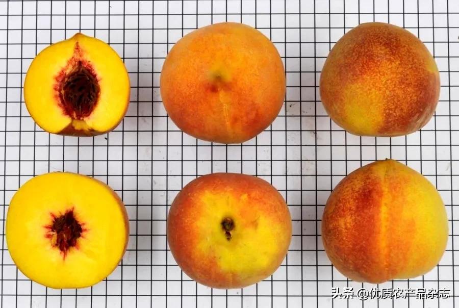 什么种类的黄桃最好吃又甜,鲜食黄桃品种哪个最好吃