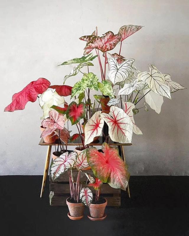 客厅散光适合养什么花,什么花适合常年放在散光阴凉处